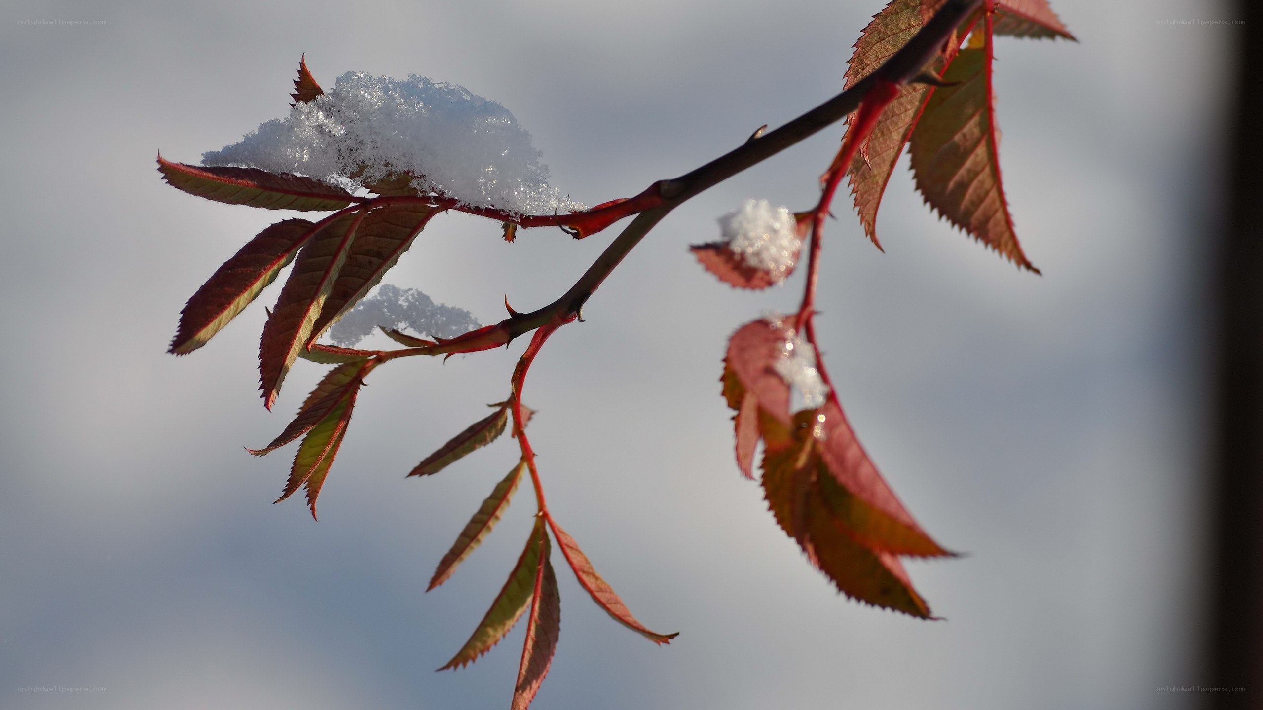 Snow on a rose branch