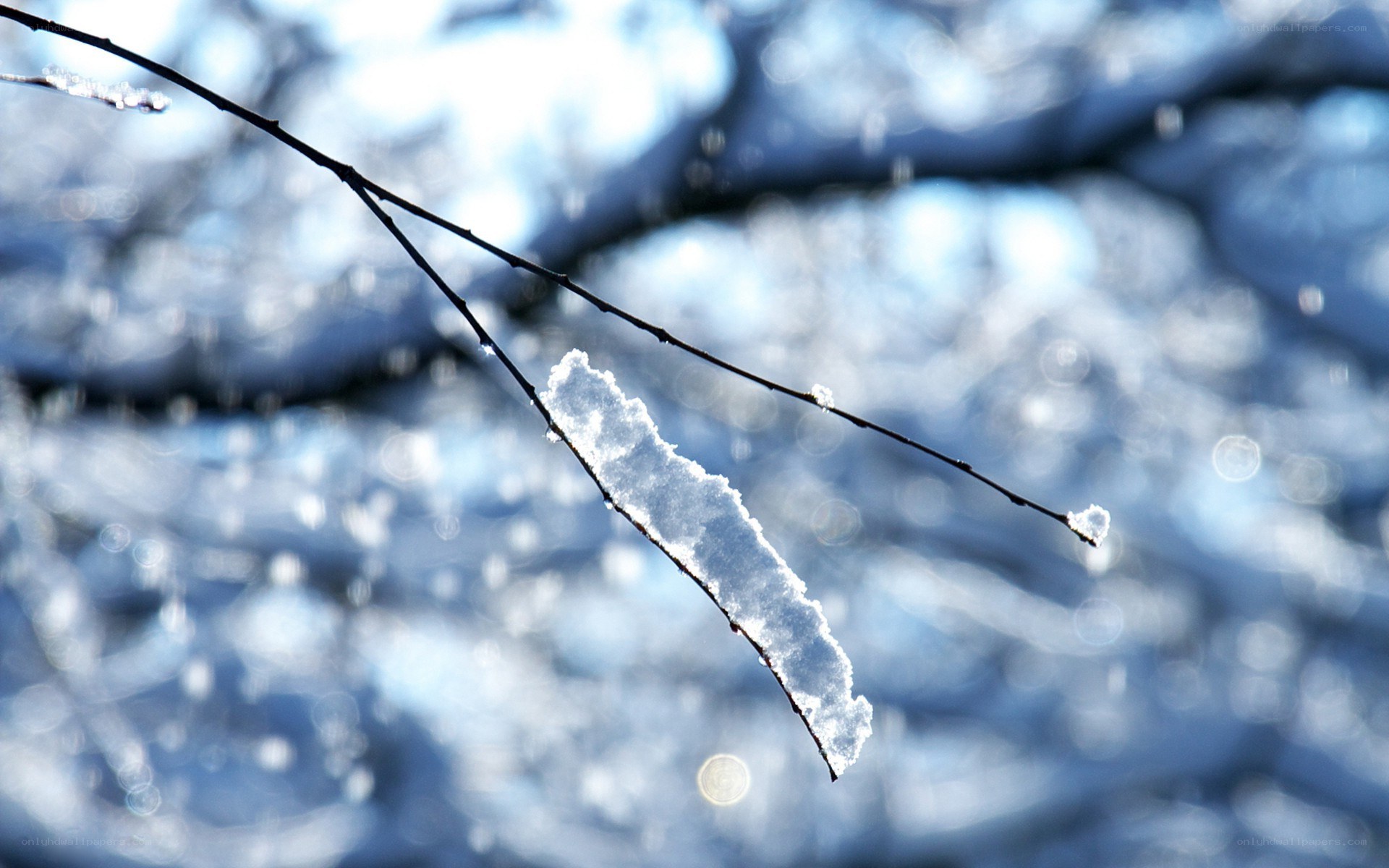 Snow on a tree branch