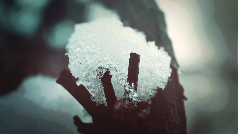 snow on a tree branch
