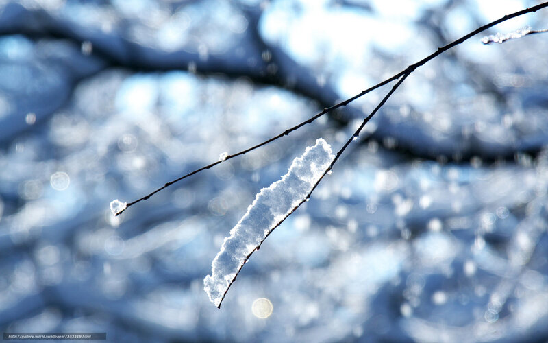 Snow on a tree branch