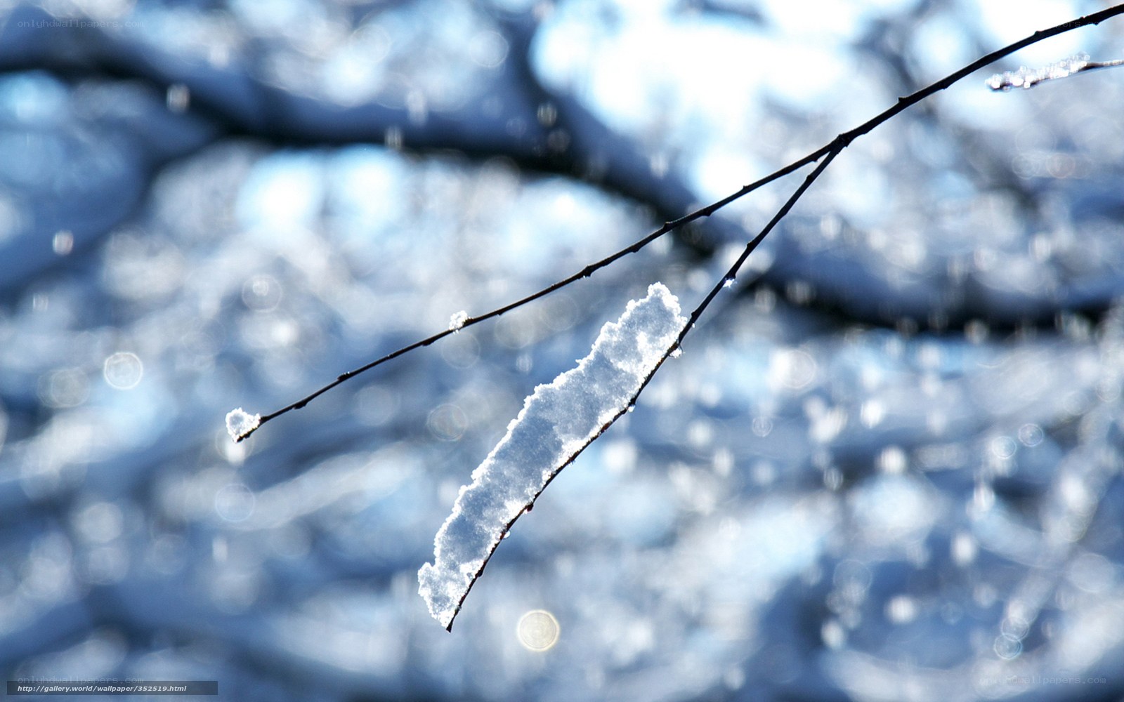 Snow on a tree branch