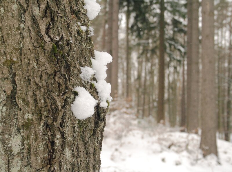 Snow on a tree in the forest