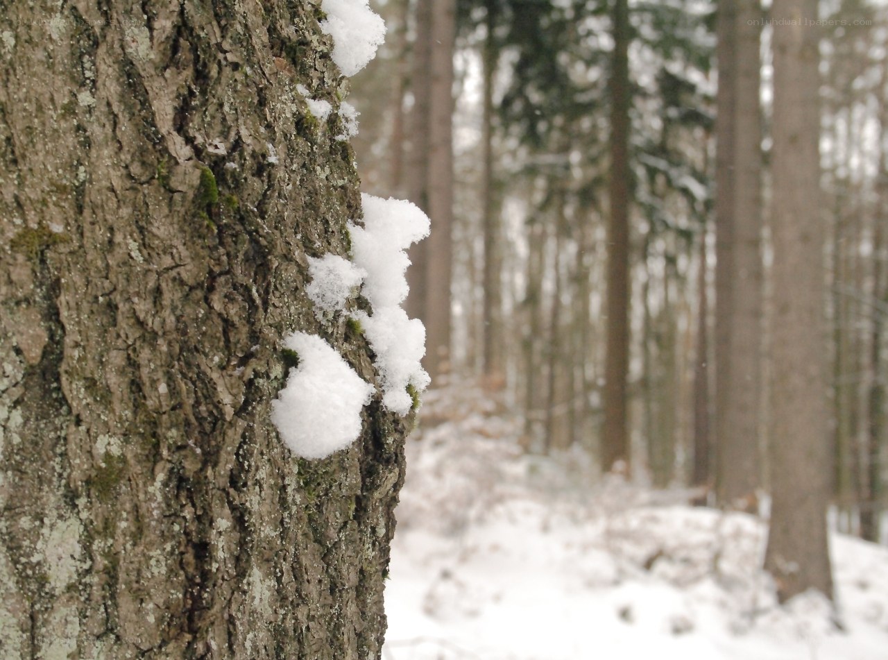 Snow on a tree in the forest