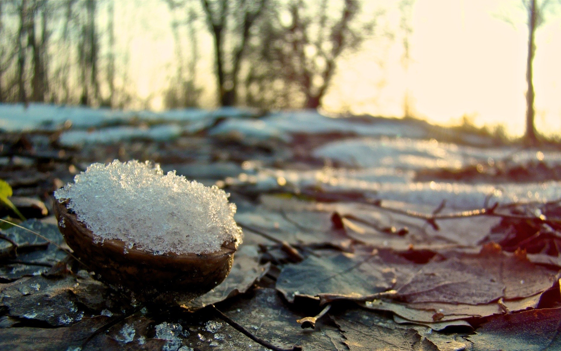 Snow on a walnut shell