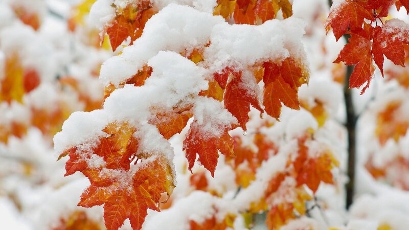 snow on autumn leaves
