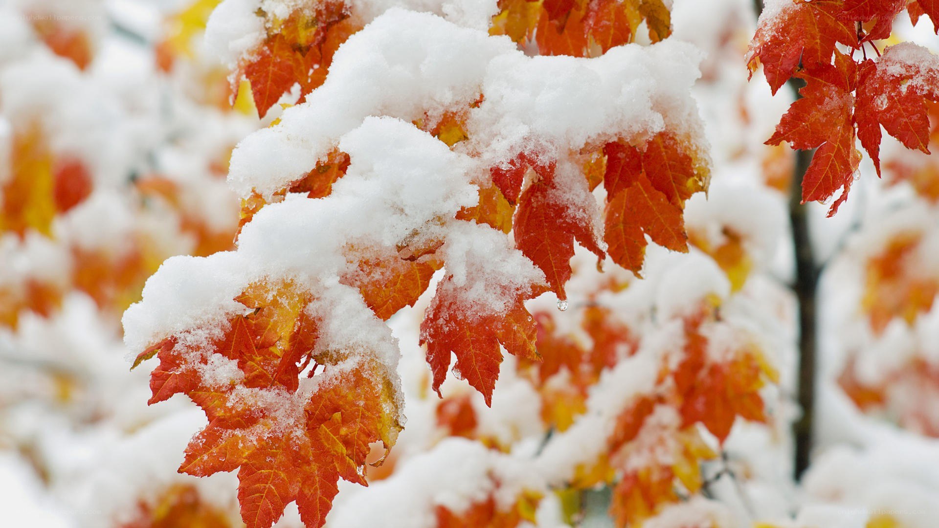 snow on autumn leaves
