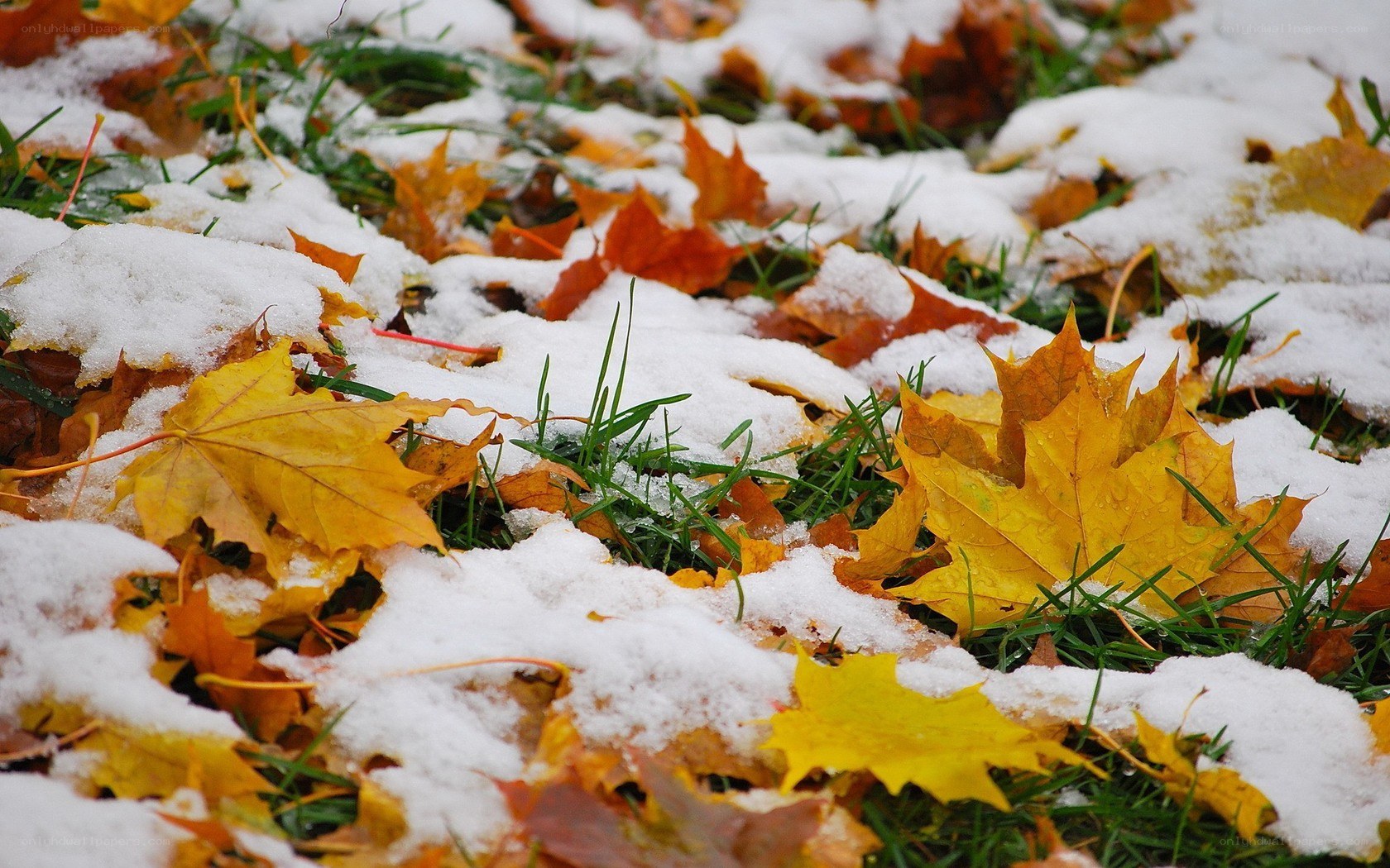 Snow on autumn leaves