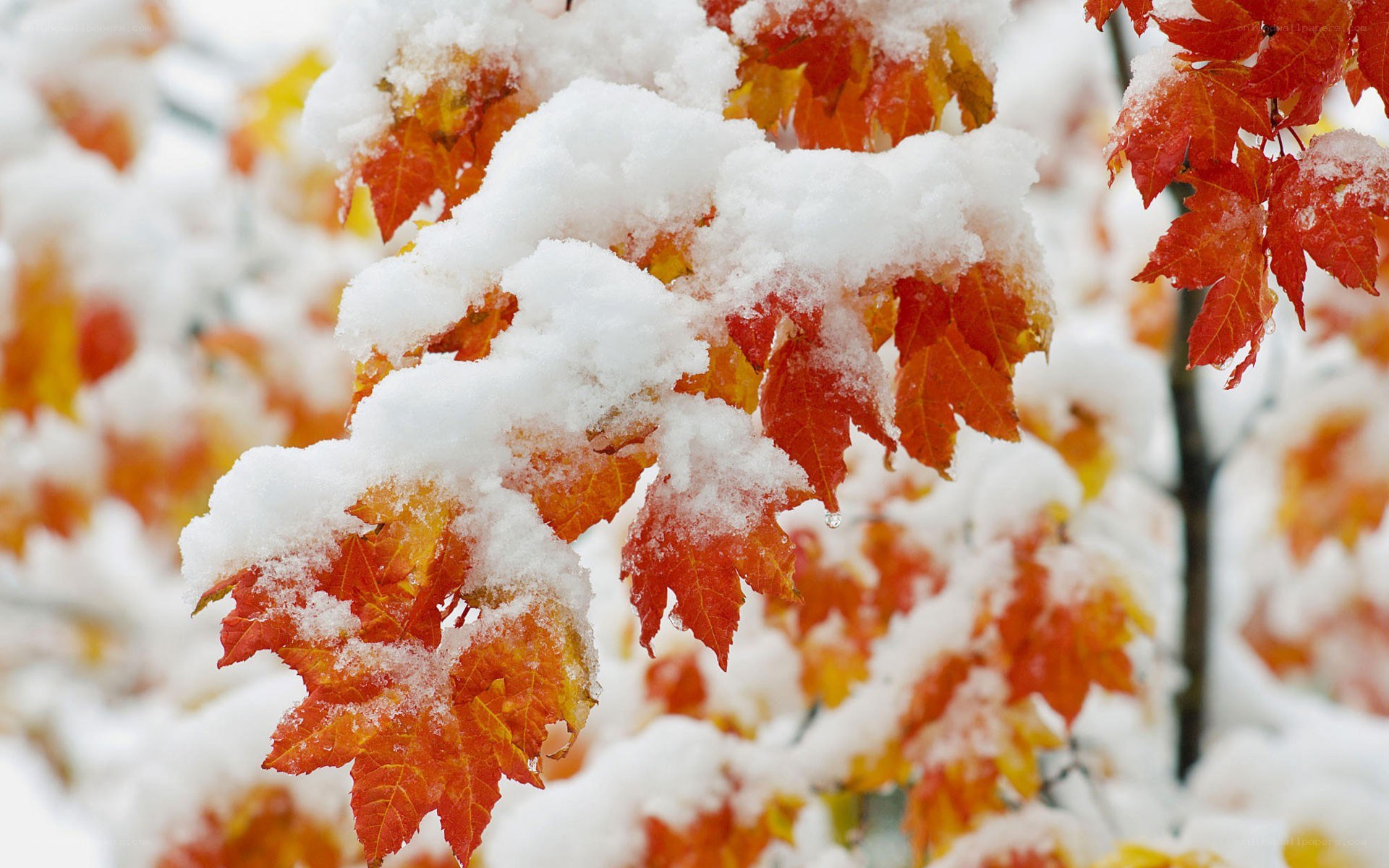 snow on autumn leaves