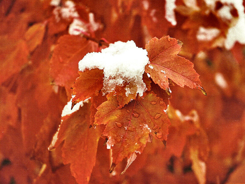 Snow on Autumn Leaves — Red