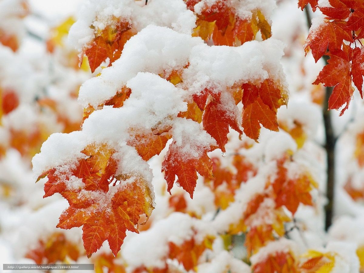 Snow on autumn leaves