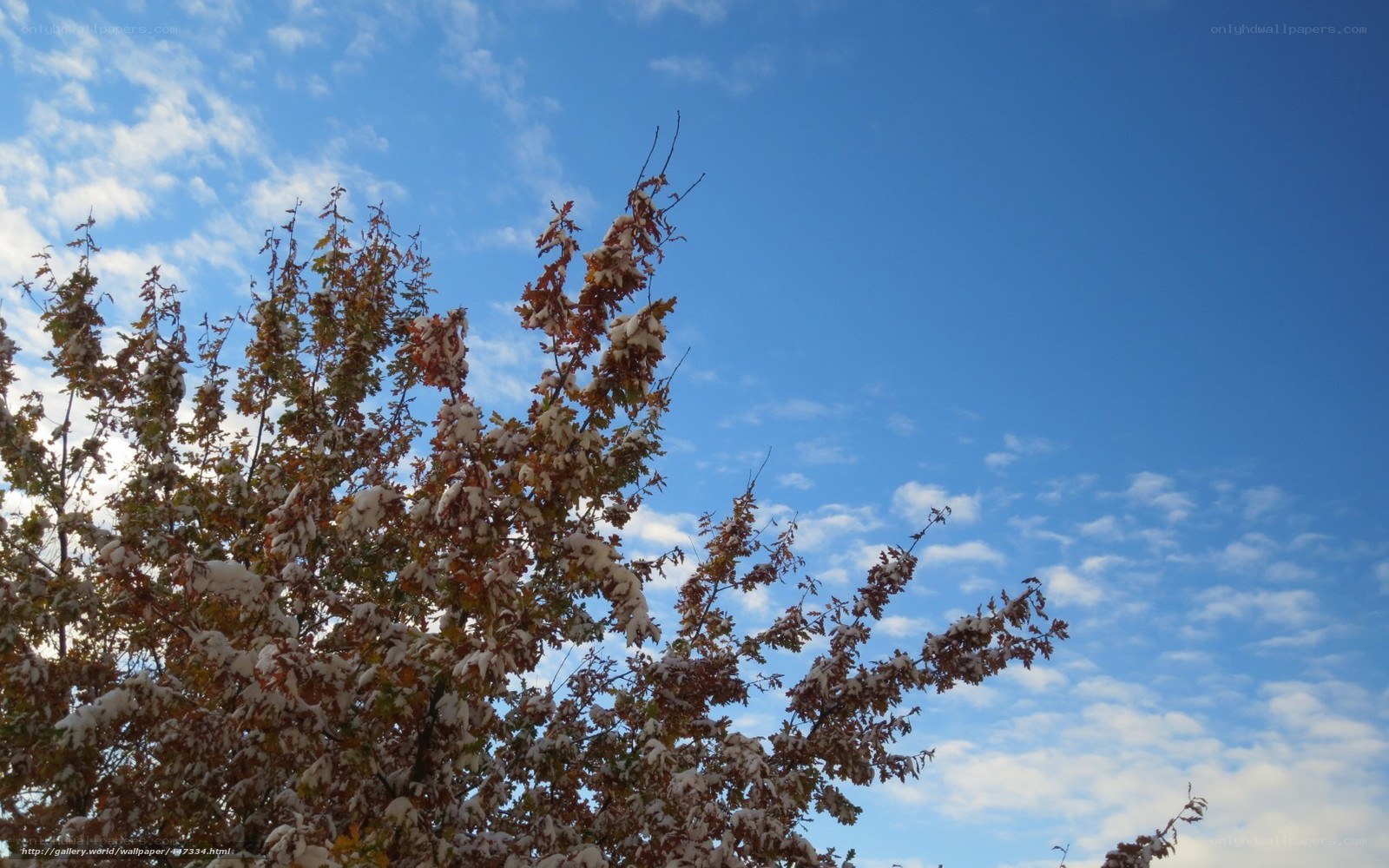 Snow on autumn tree branches