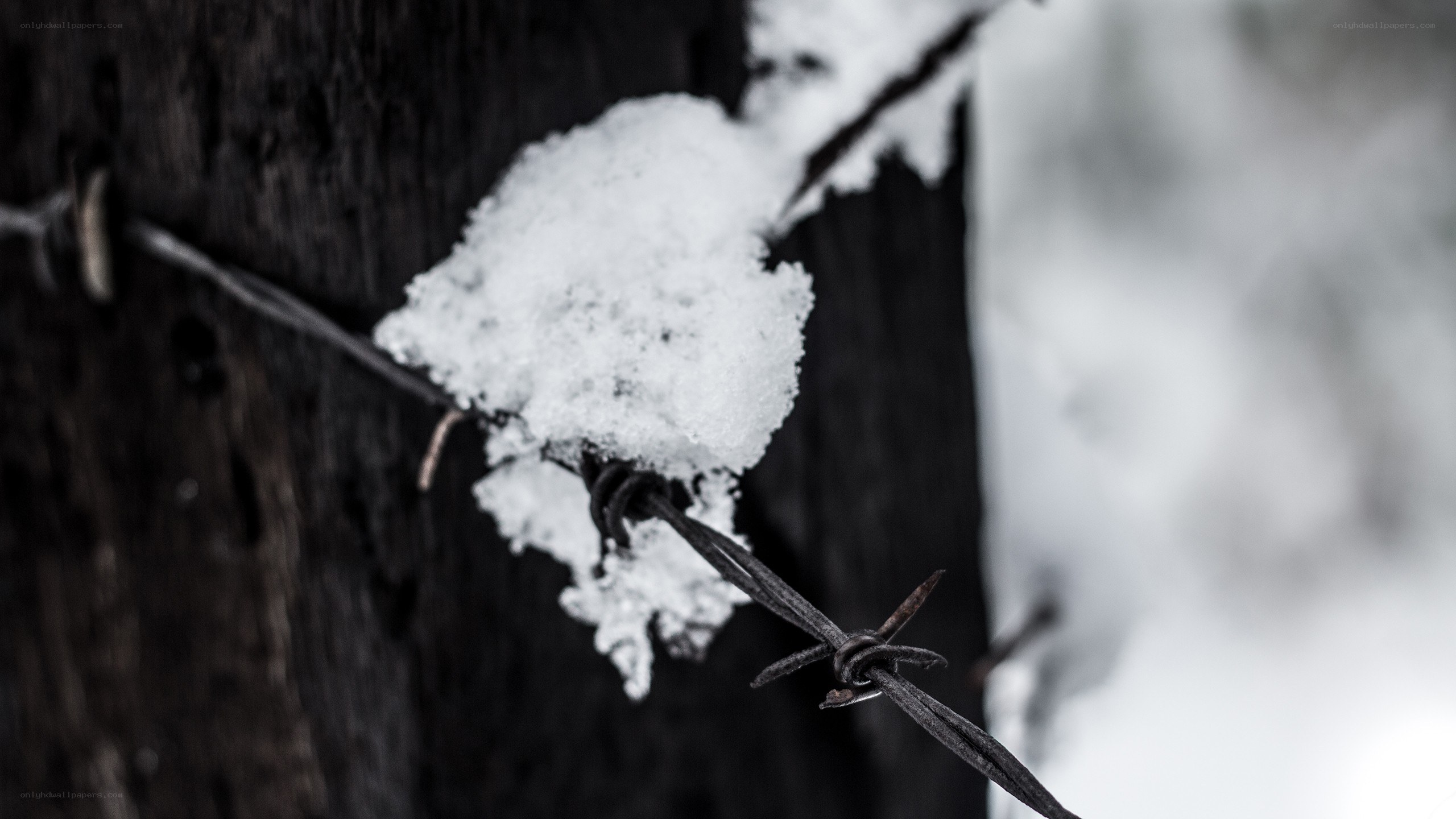 Snow on barbed wire