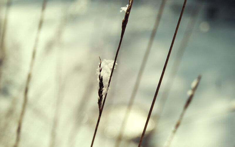 Snow on dry grass