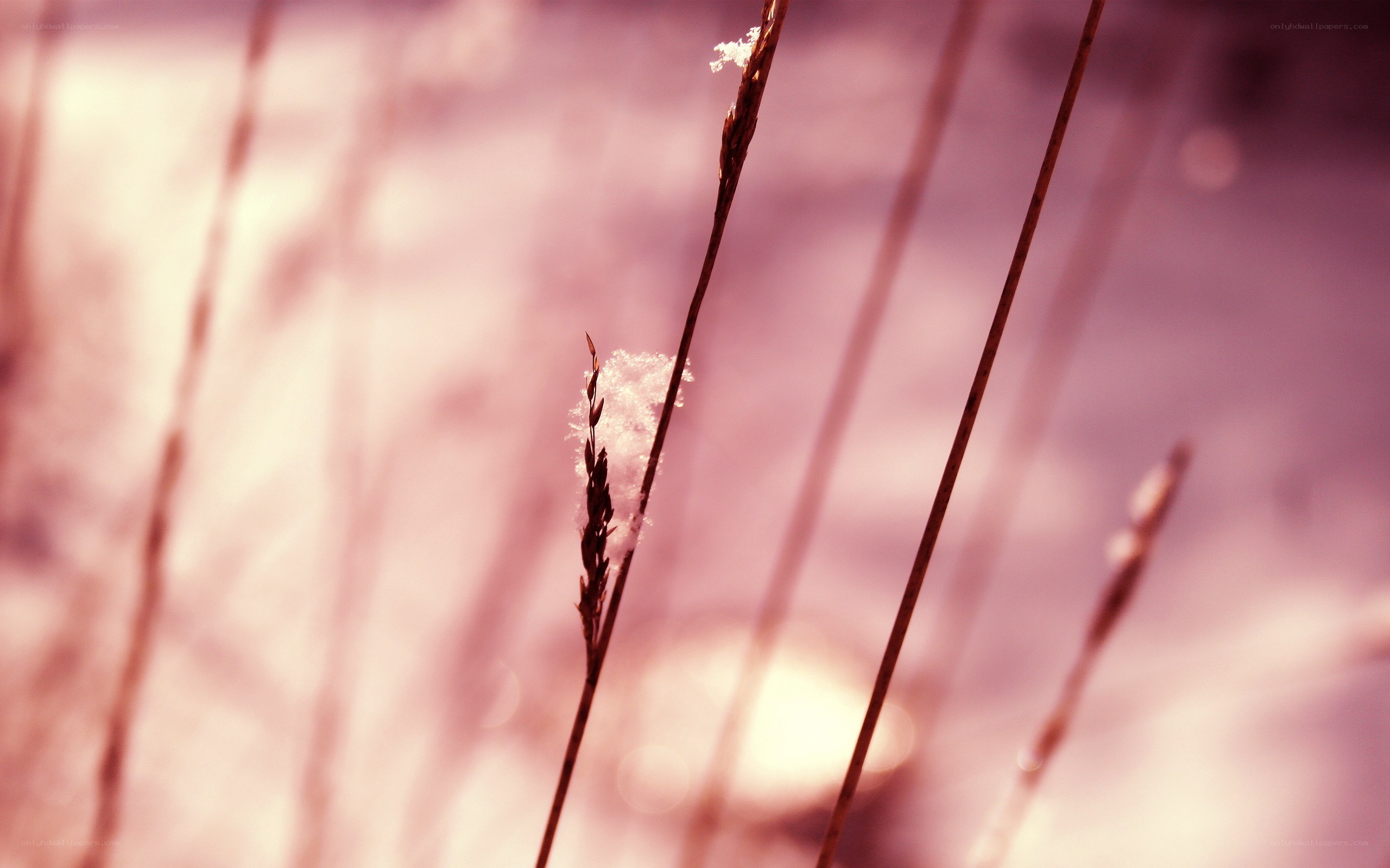 Snow on grass stems