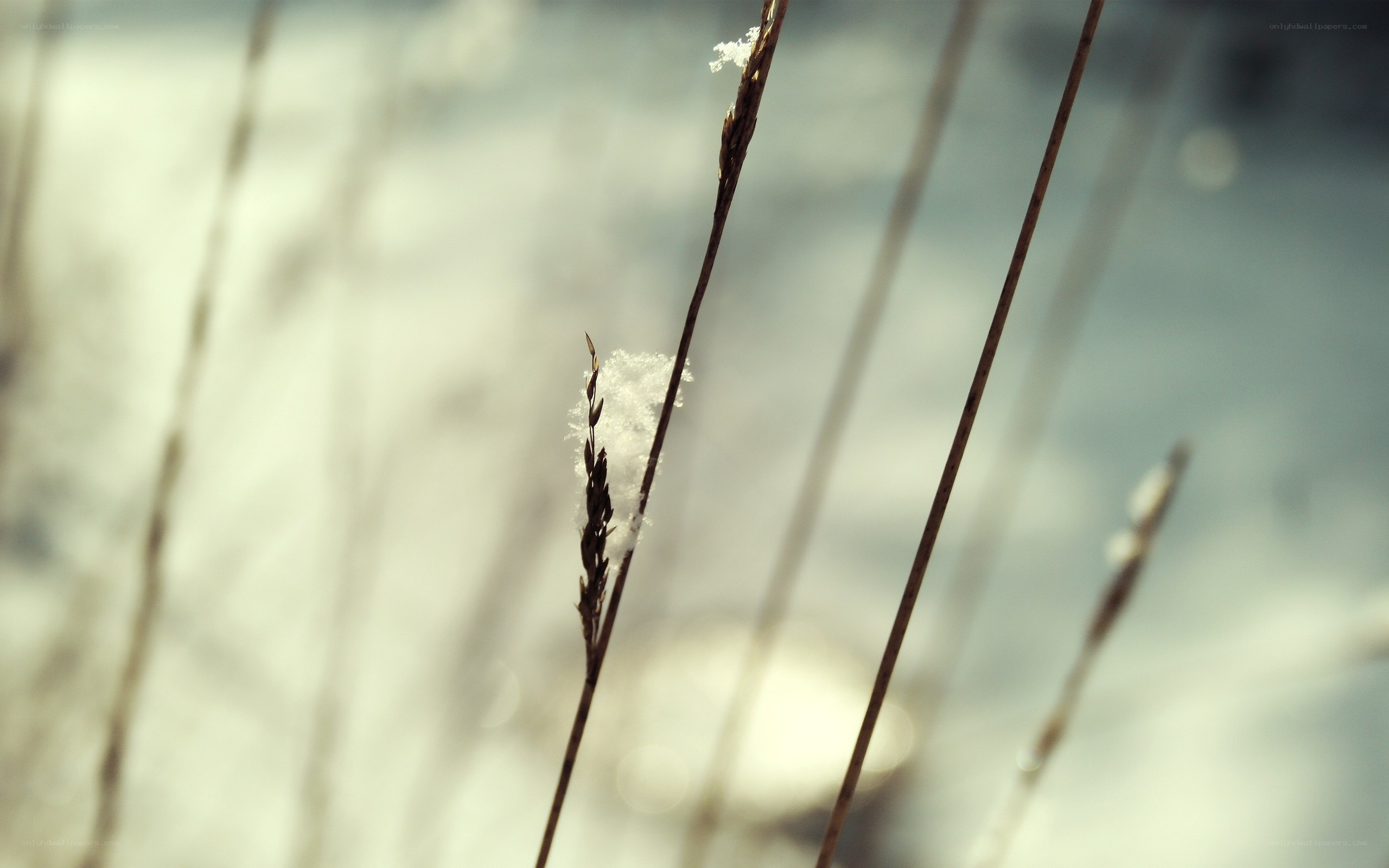 Snow on grass stems