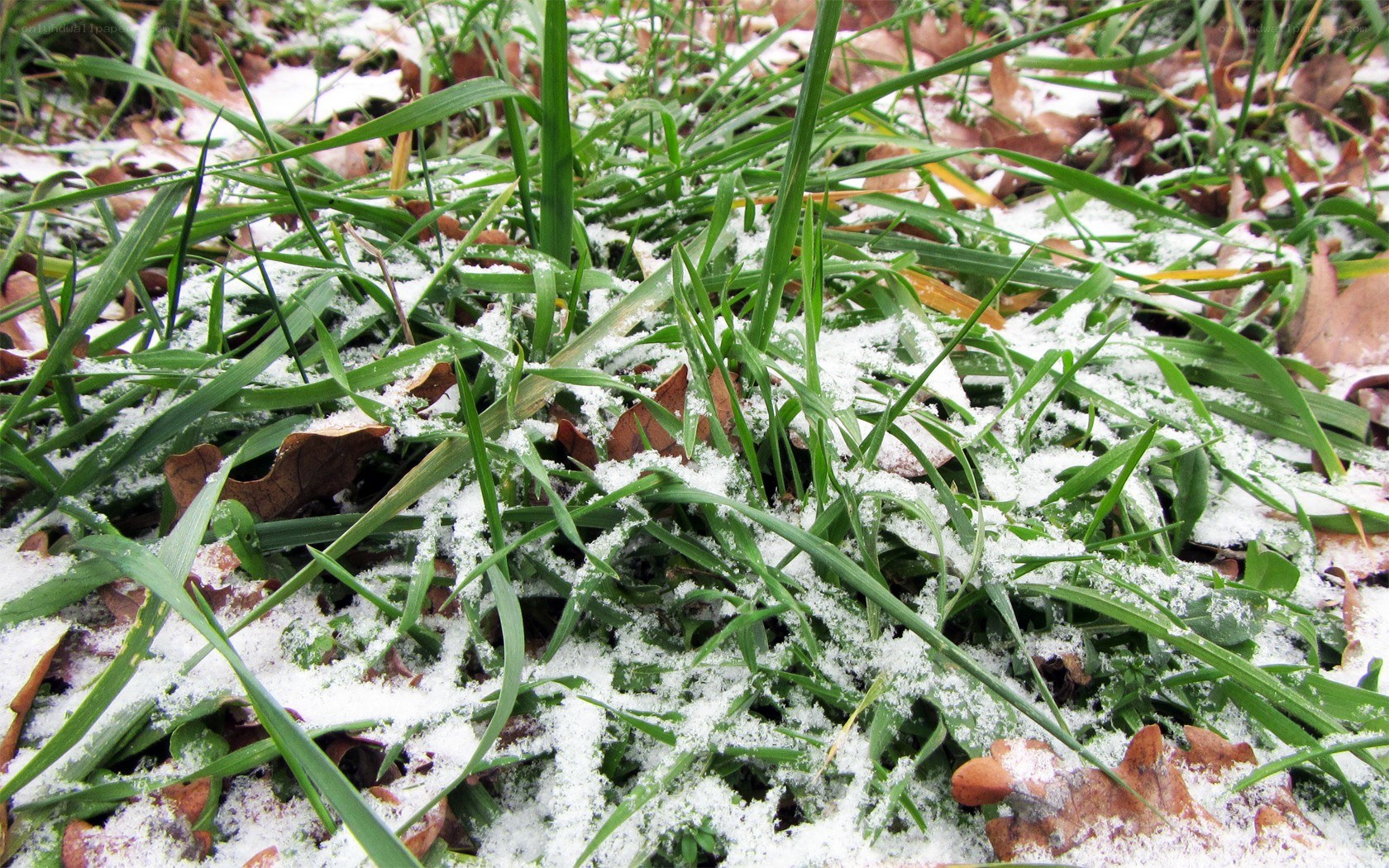 Snow on green grass