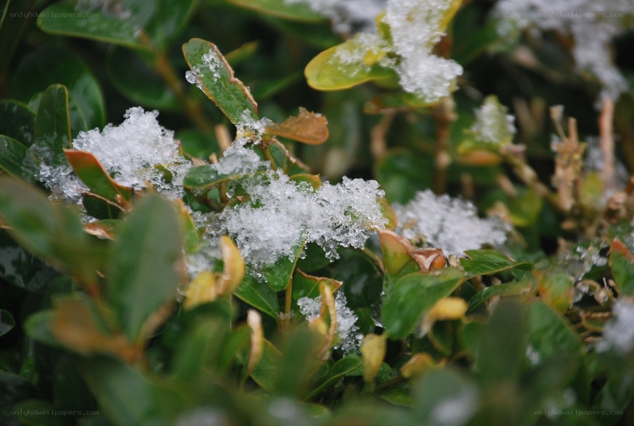Snow on green leaves