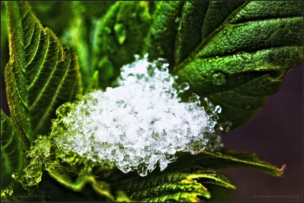 Snow on green leaves