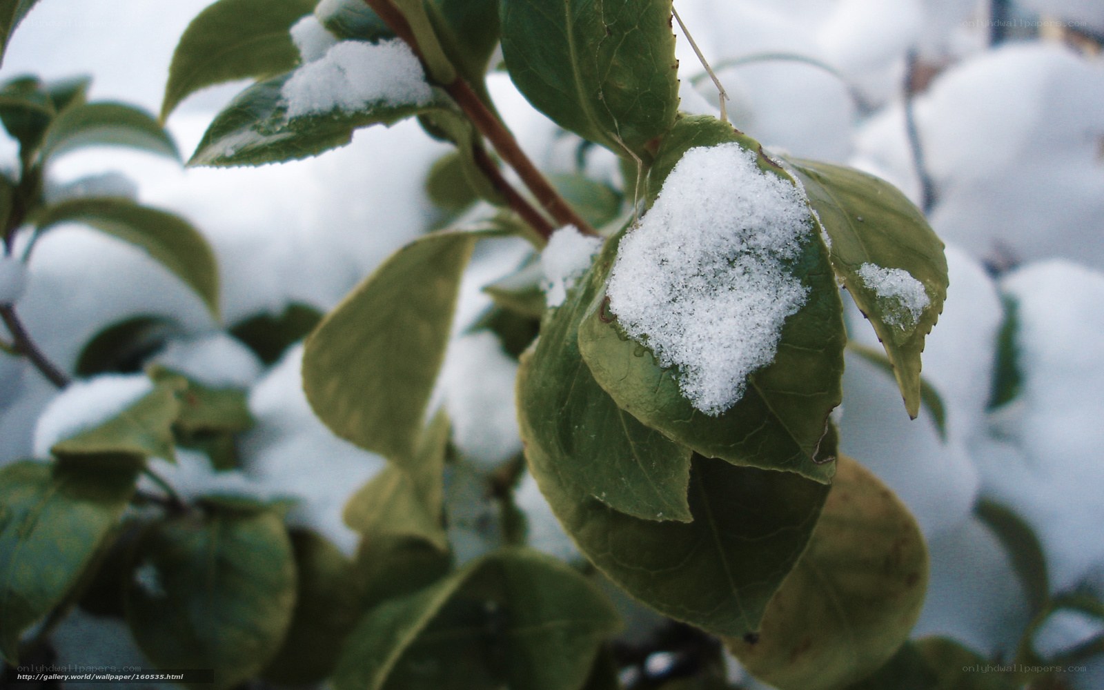 snow on green leaves