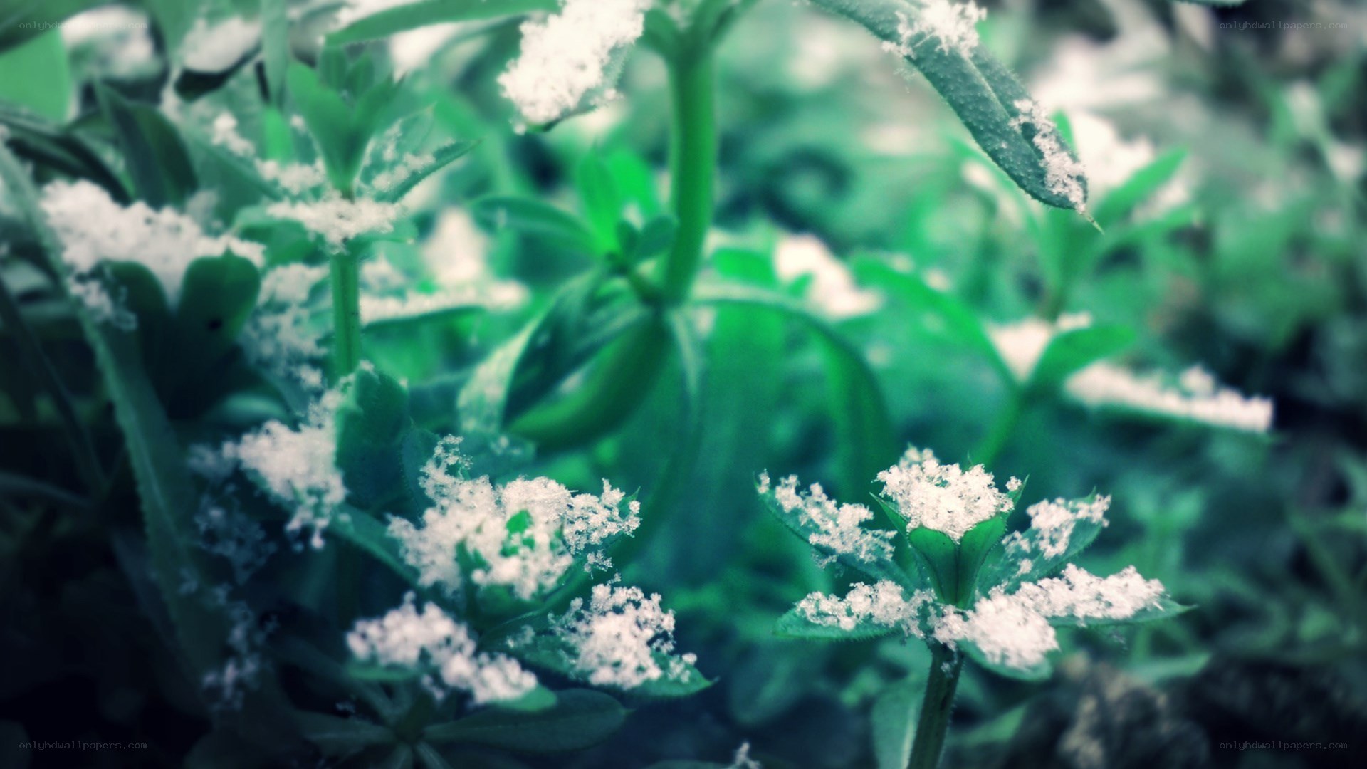 snow on green plants