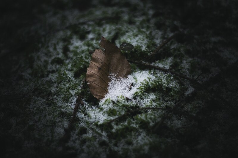 snow on moss with leaf