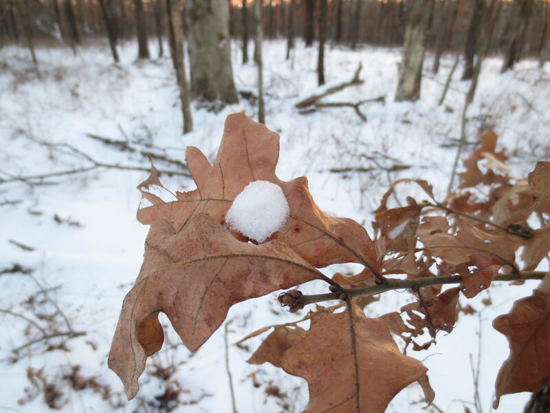 Snow on Oak Leaf