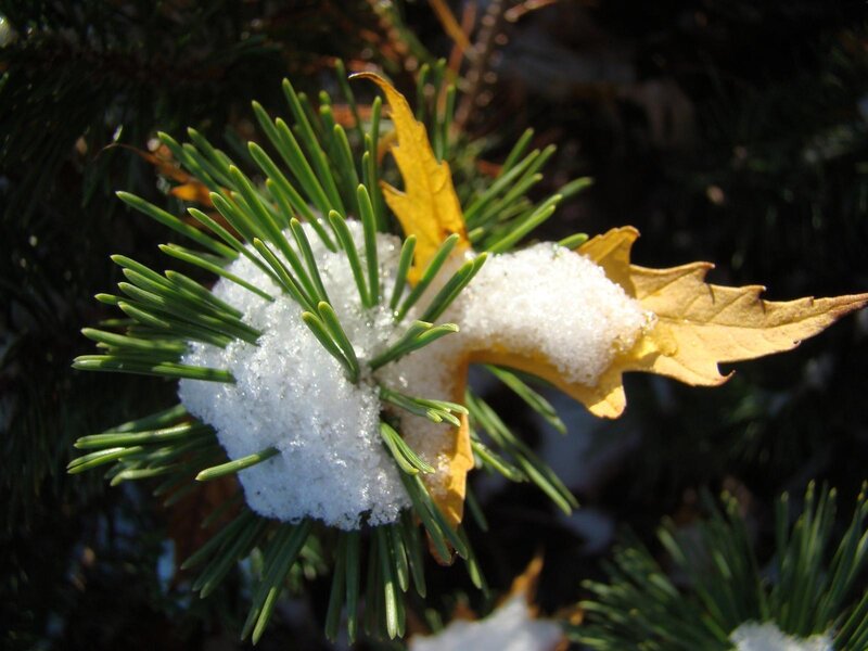 Snow on pine and leaf