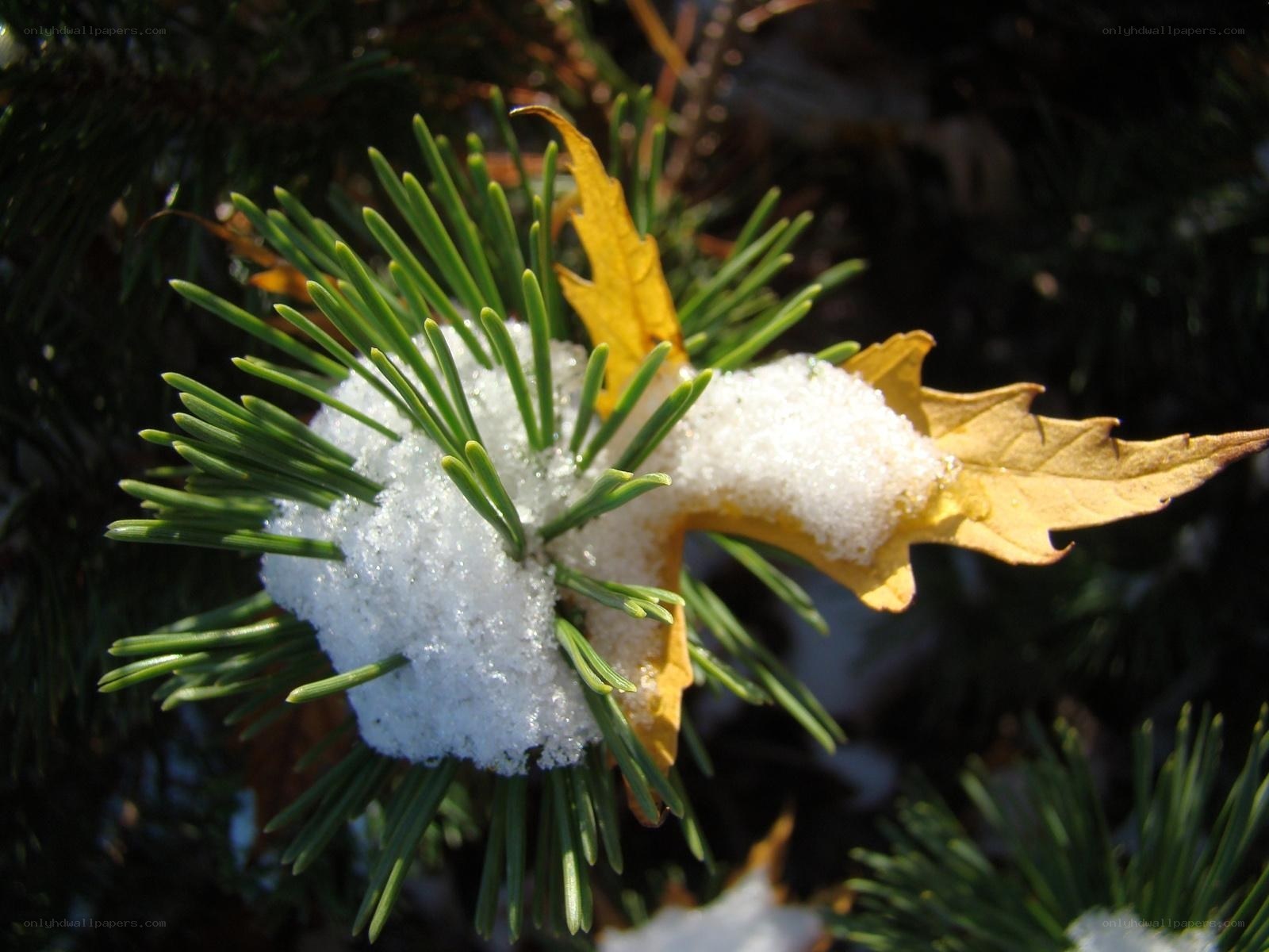 Snow on pine and leaf