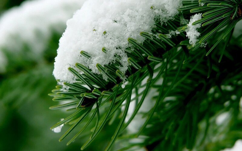 Snow on pine branch