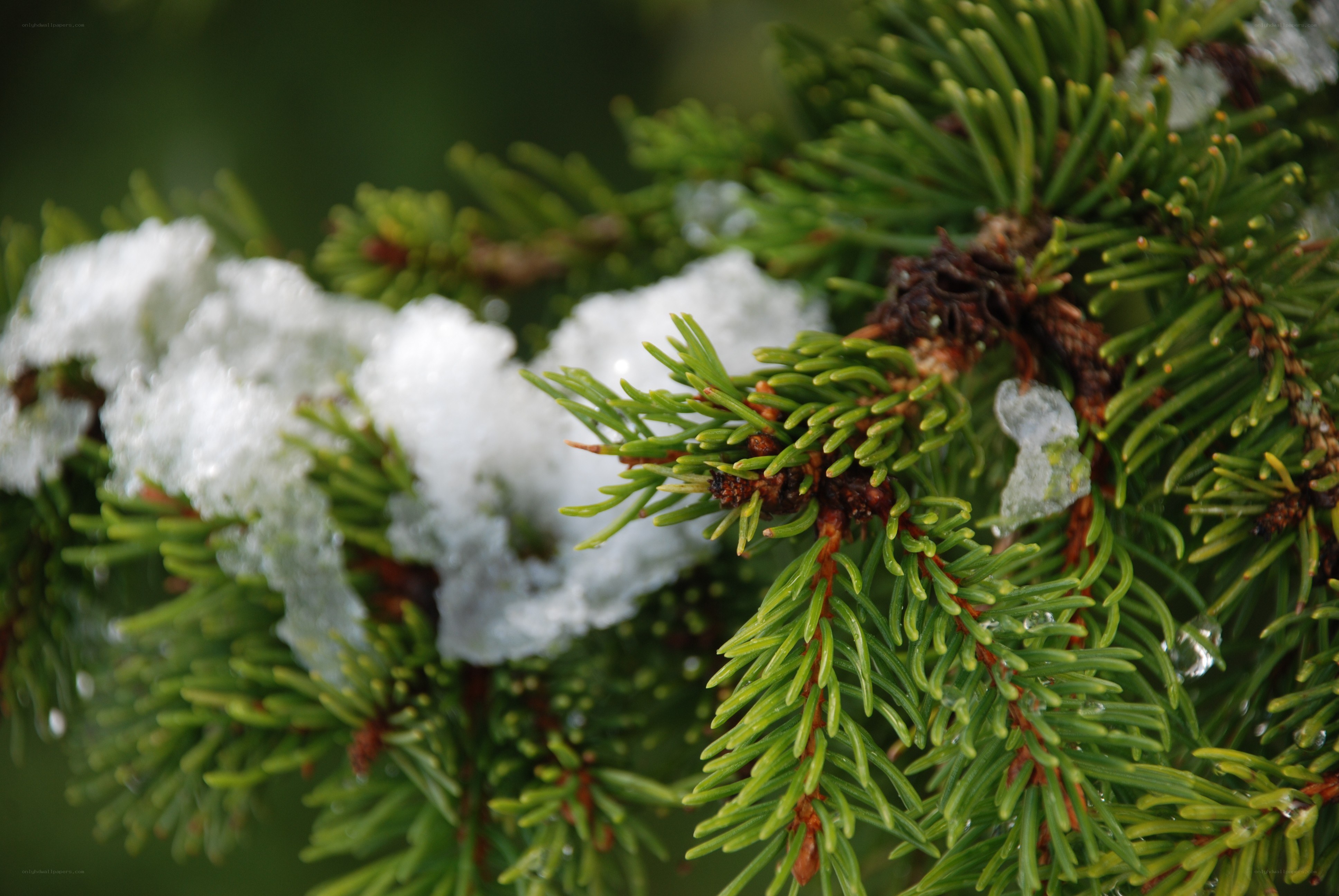 Snow on pine branches