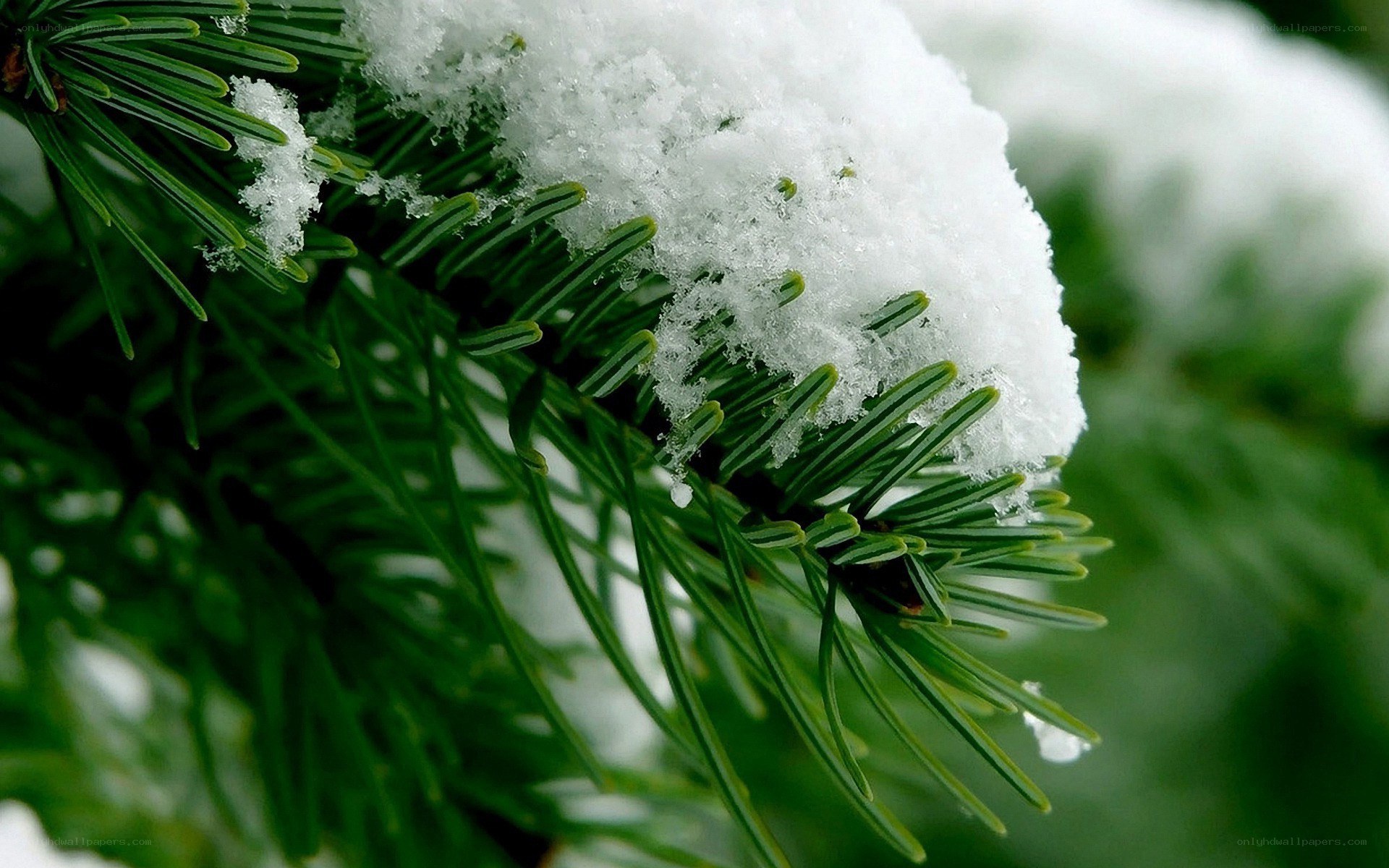 Snow on pine needles