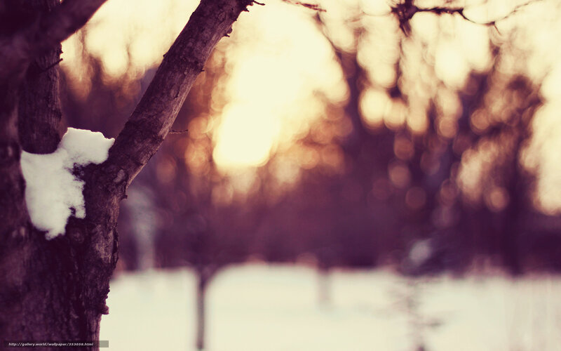 Snow on Tree Branch — White