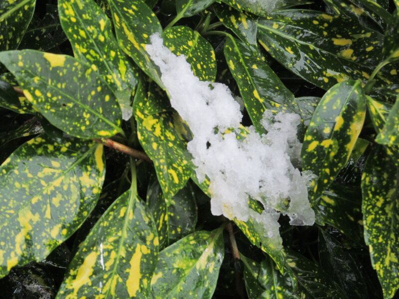 Snow on Variegated Leaves