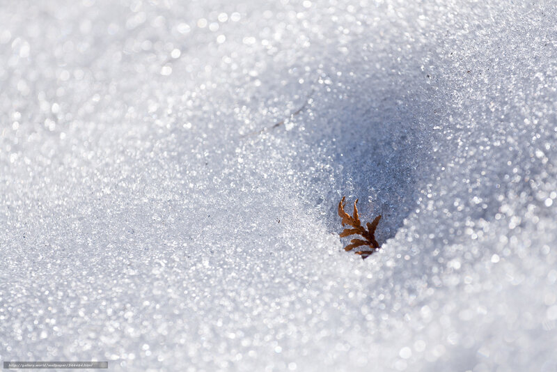 Snow with a leaf