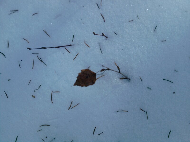snow with leaves and twigs
