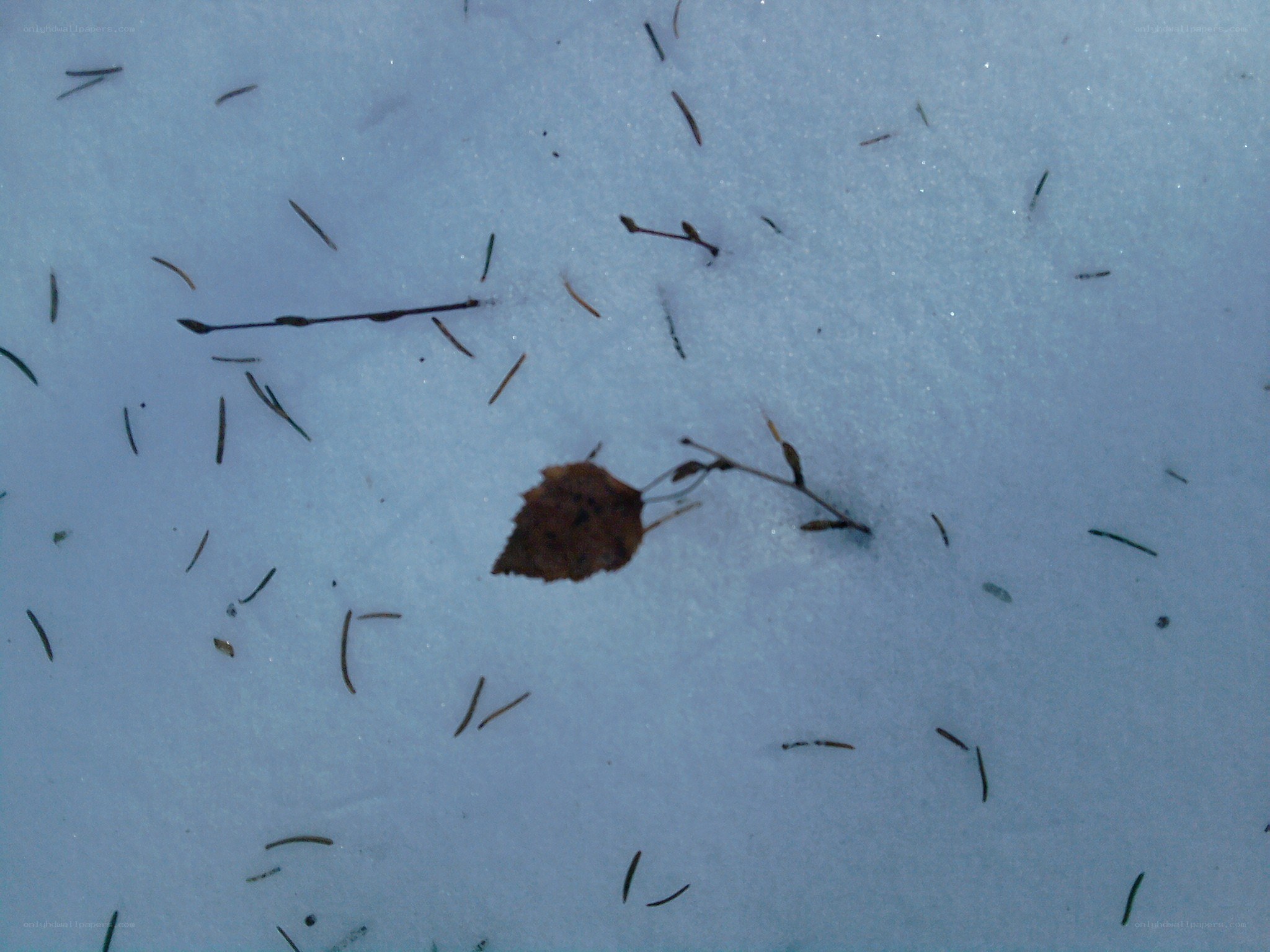 snow with leaves and twigs