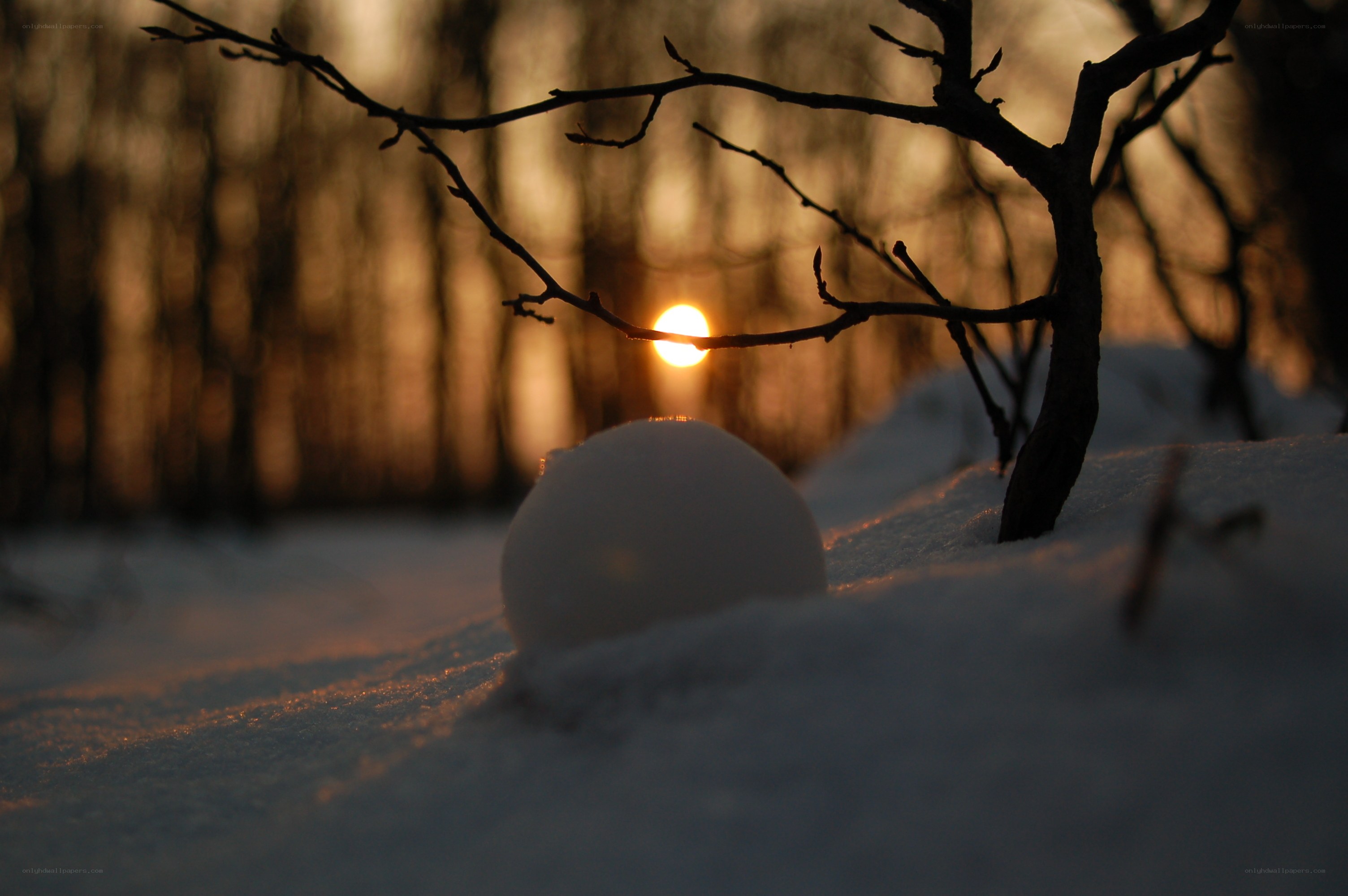 snowball at sunset in forest