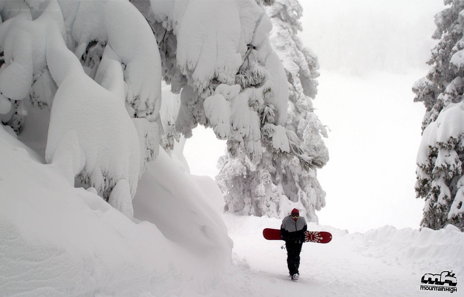 Snowboarder in snowy forest