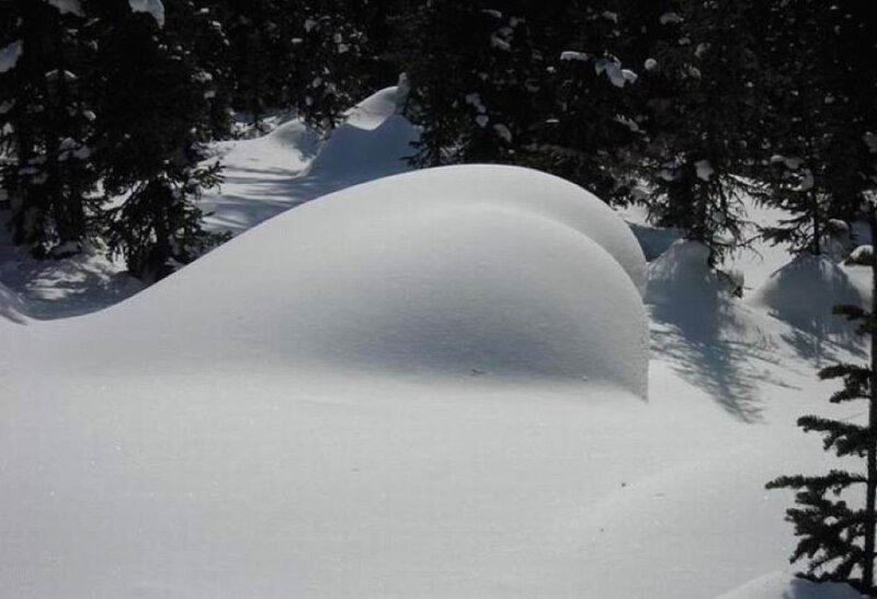 Snowdrift in Forest