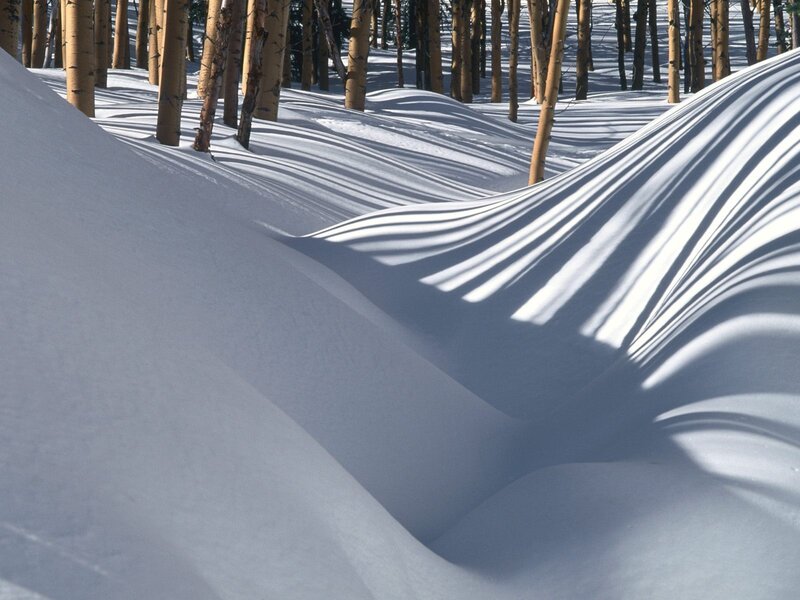 Snowdrifts in Forest — White, Serene, Winter