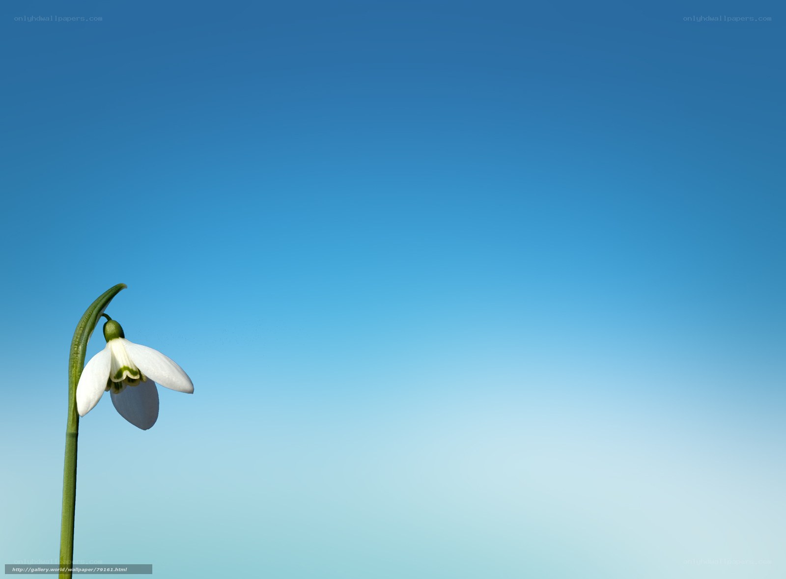 Snowdrop flower against blue sky
