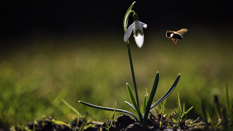 Snowdrop Flower and Bee