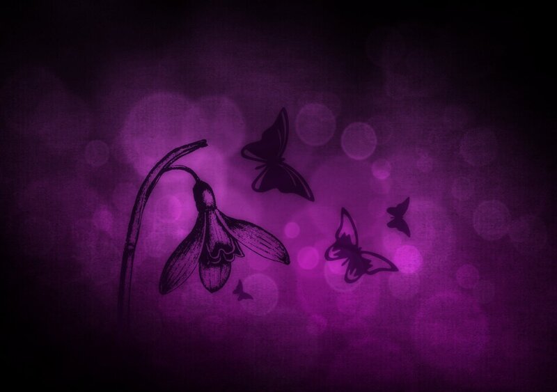Snowdrop Flower and Butterflies — Purple