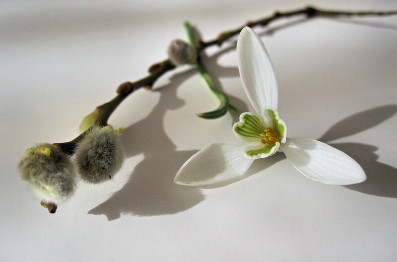 Snowdrop Flower and Willow Buds