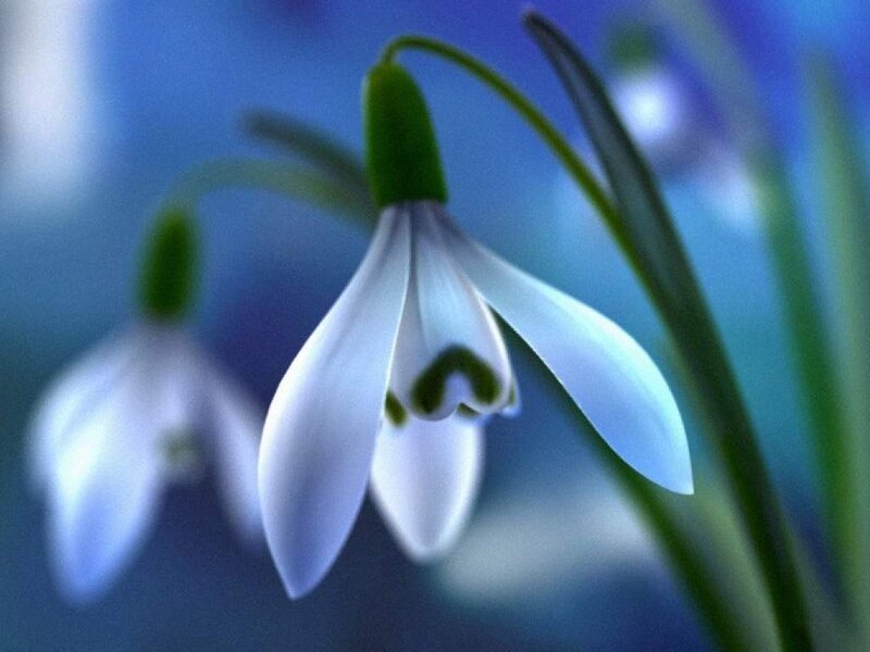 Snowdrop Flower — Blue