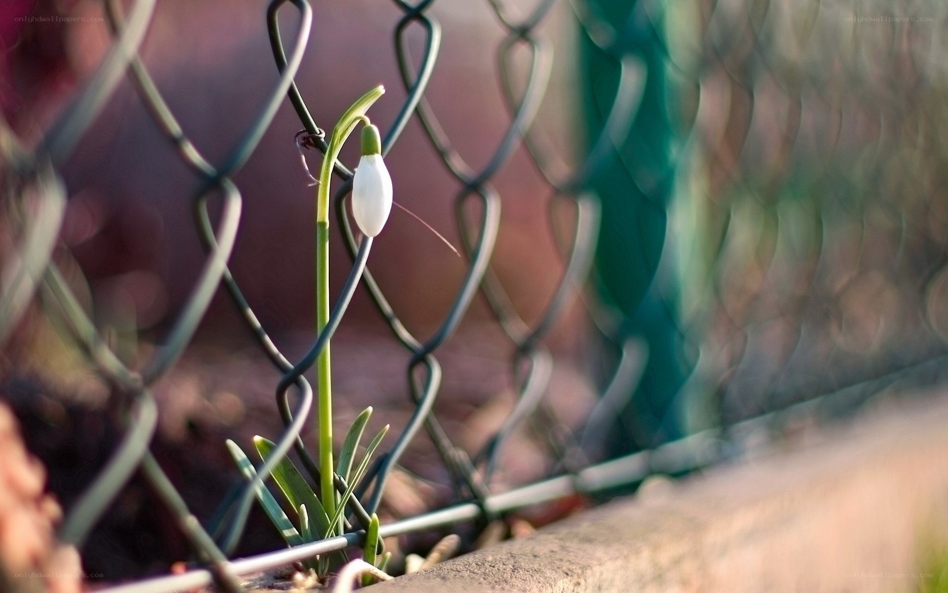 Snowdrop flower by fence