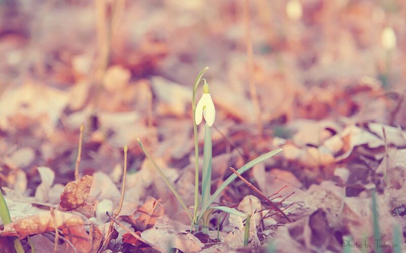 Snowdrop flower in autumn leaves