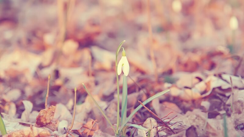 Snowdrop flower in autumn leaves