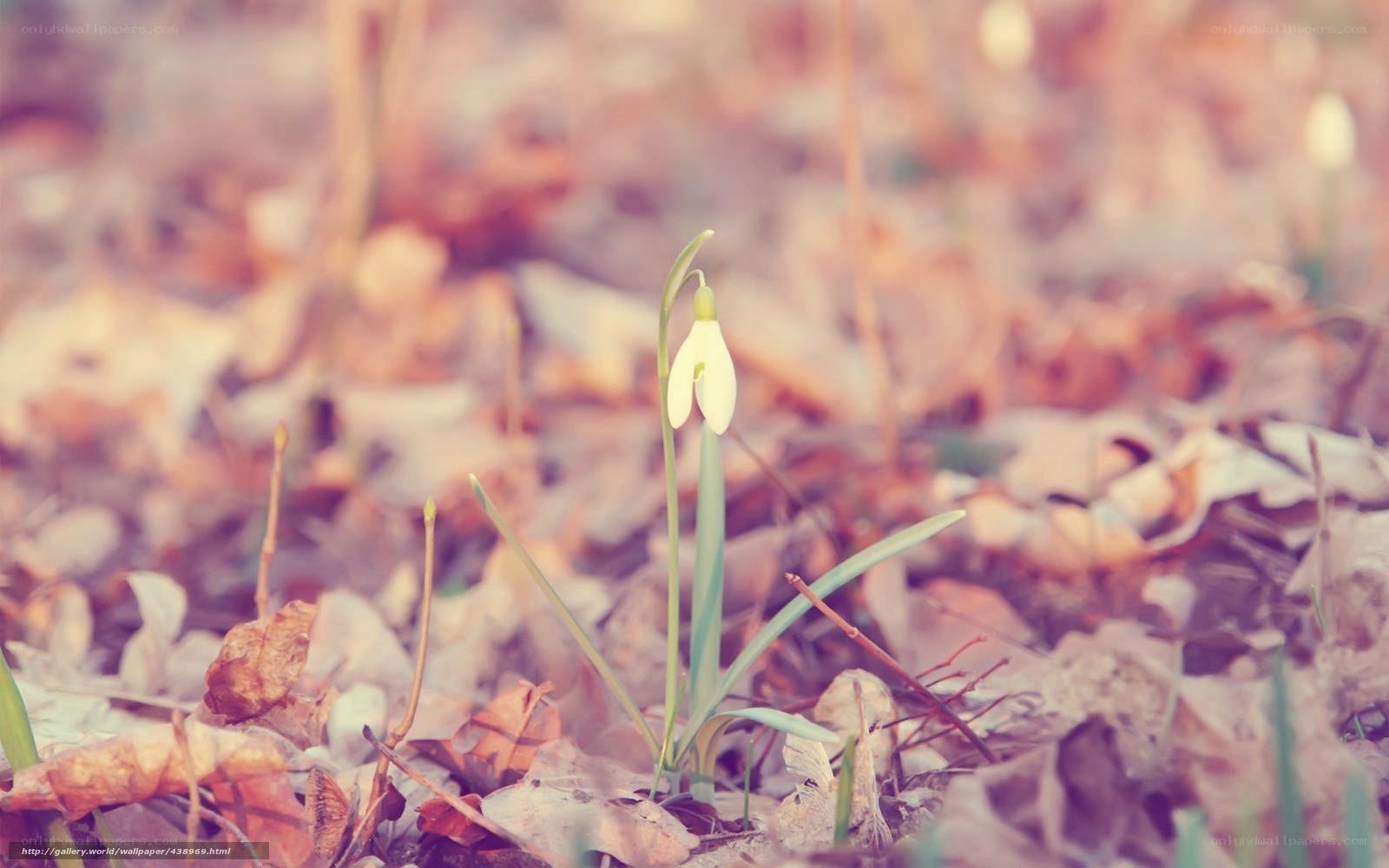Snowdrop flower in autumn leaves