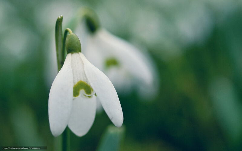 snowdrop flower in bloom